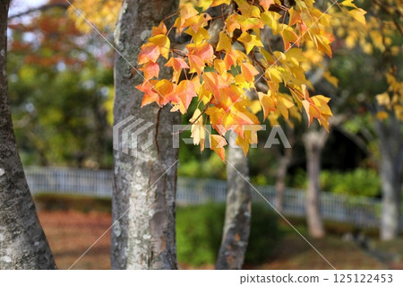 Colorful Sugar Maple Leaves 125122453