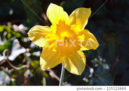 Narcissus in the city park during spring Narcissus in the city park during spring 125122669