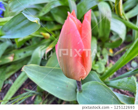 Tulip in the garden Tulip in the garden 125122693