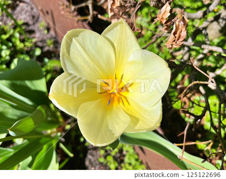 Tulip in the garden 125122696