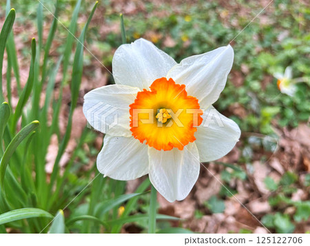 Narcissus flower in garden 125122706