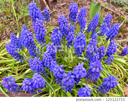 Grape hyacinth (Muscari armeniacum) blooming in garden 125122715