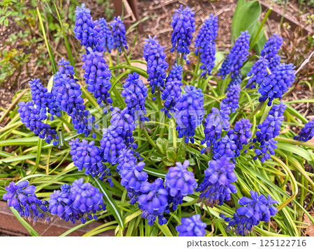 Grape hyacinth (Muscari armeniacum) blooming in garden 125122716