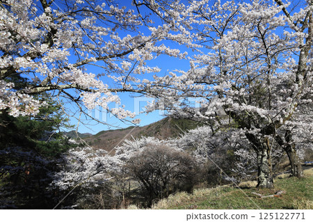 Mt. Myogi Sakura Village 125122771