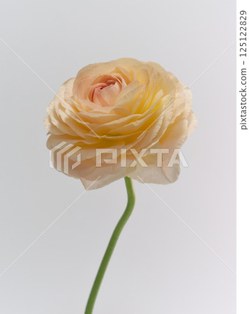 淡橙色的毛茛花 125122829