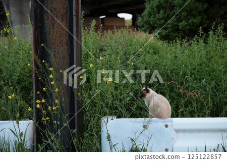 暹羅貓在路邊玩耍 暹羅貓在路邊玩耍 125122857