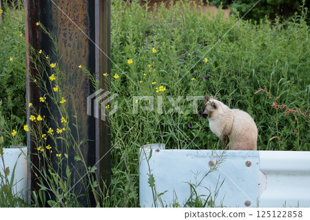暹羅貓在路邊玩耍 暹羅貓在路邊玩耍 125122858