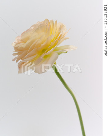 Pale orange Ranunculus flower Pale orange Ranunculus flower 125122921