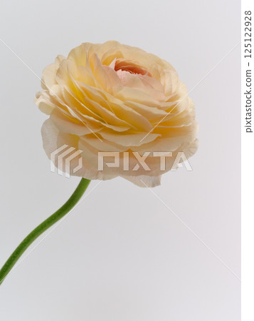 Pale orange Ranunculus flower 125122928