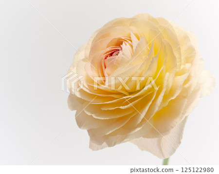 淡橙色毛茛花 125122980