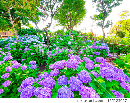 白山神社，東京白山著名的繡球花聖地 125123027