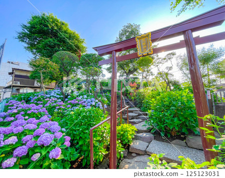 Hakusan Shrine, a famous place for hydrangea in Tokyo Hakusan Hakusan Shrine, a famous place for hydrangea in Tokyo Hakusan 125123031