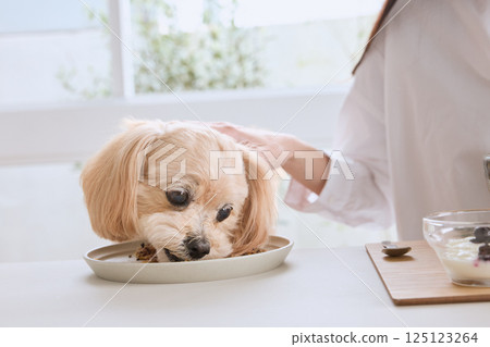 Dog enjoying a meal with owner 125123264