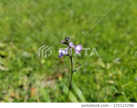 Pale purple flowers of the pine orchid Pale purple flowers of the pine orchid 125123286