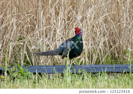 Pheasant pheasant / Japan 125123418