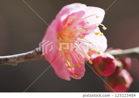 剛綻放的梅花特寫 剛綻放的梅花特寫 125123484