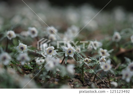Small flowers of the Setsubunsou plant growing in clusters Small flowers of the Setsubunsou plant growing in clusters 125123492