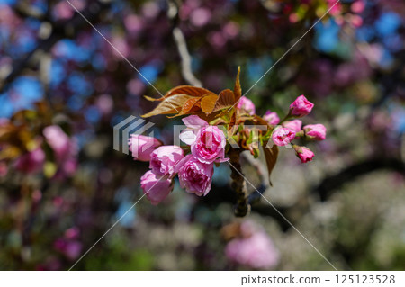 重瓣櫻花和里櫻花的花蕾 重瓣櫻花和里櫻花的花蕾 125123528