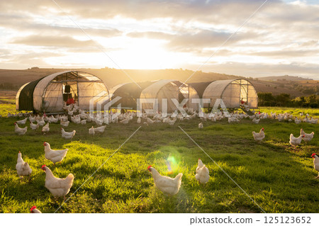 Farm, agriculture and sustainability with chickens on a field of grass for free range poultry farming. Sky, nature and clouds with a bird flock on agricultural land in the green countryside Farm, agriculture and sustainability with chickens on a field of grass for free range poultry farming. Sky, nature and clouds with a bird flock on agricultural land in the green countryside 125123652