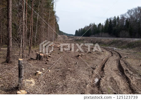 Dirt road in the forest 125123739