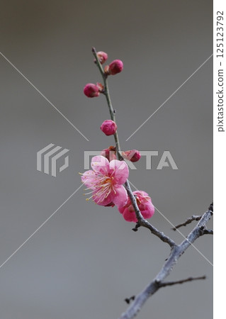 剛綻放的梅花特寫 125123792