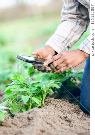 Farm, phone and take picture of plants, social media and connect outdoor. Agriculture, smartphone and male farmer catalog vegetables, produce and plantation for health, wellness or quality control 125123897