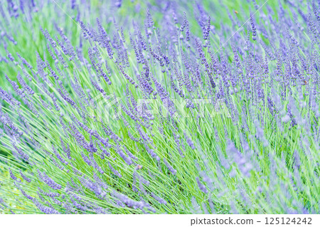 Lavender blooming in the park 125124242