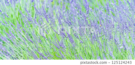 Lavender blooming in the park 125124243