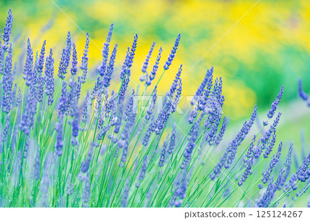 Lavender blooming in the park 125124267