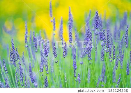 Lavender blooming in the park 125124268