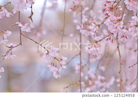 垂枝櫻花 125124958