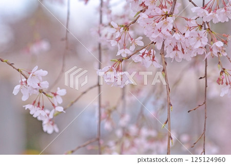 垂枝櫻花 垂枝櫻花 125124960