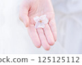 Woman's hand holding cherry blossom petals 125125112