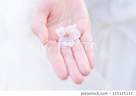 女人的手握著櫻花花瓣 125125112