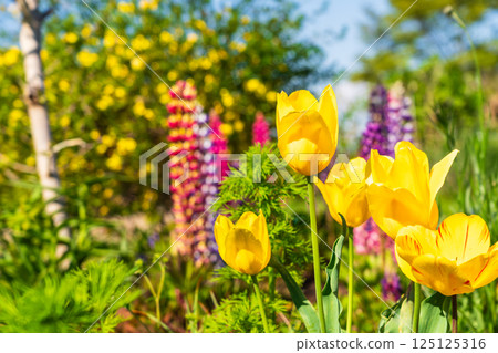 黃色鬱金香和羽扇豆 125125316