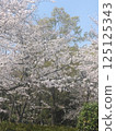 Cherry blossoms in full bloom shining in the blue sky 125125343