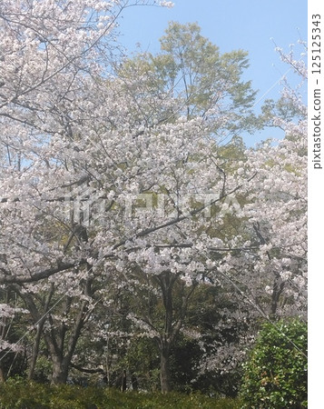 Cherry blossoms in full bloom shining in the blue sky 125125343