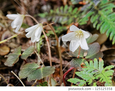 春季野花：酢漿草科的白色花朵 125125358