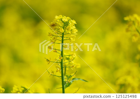 赤城南門千本櫻油菜花盛開 125125498