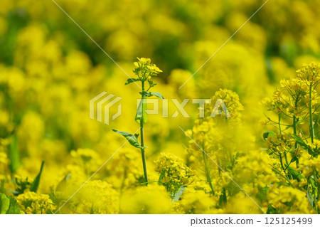 The rape blossoms of Akagi Nanmen Senbonzakura in full bloom 125125499