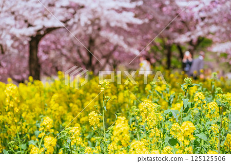 The rape blossoms of Akagi Nanmen Senbonzakura in full bloom 125125506