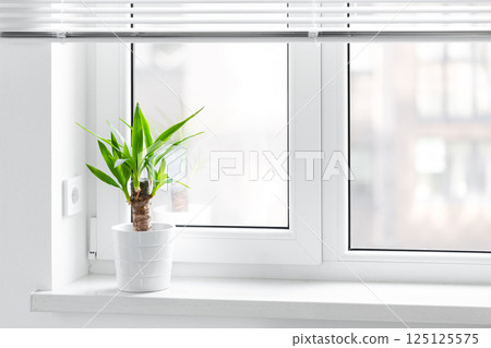 A potted yucca plant on a windowsill. The window is covered with white blinds, and the view outside on sity 125125575