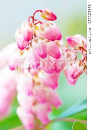 Flowers around the house, various in the four seasons. Beautiful daphne flowers bloomed in the sunlight of early spring. Flowers around the house, various in the four seasons. Beautiful daphne flowers bloomed in the sunlight of early spring. 125125828