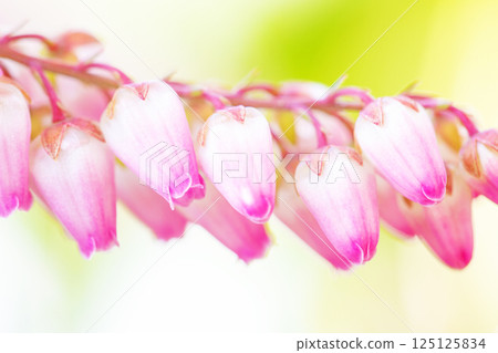 Flowers around the house, various in the four seasons. Beautiful daphne flowers bloomed in the sunlight of early spring. 125125834