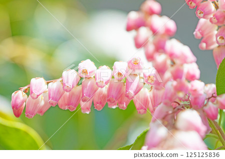 房子周圍都是鮮花——各種時令鮮花——松樹上美麗的花朵在早春透過樹林的陽光下綻放。 125125836
