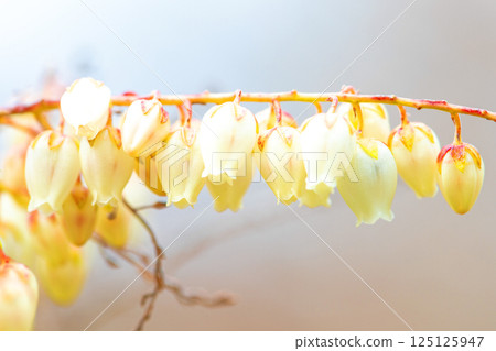 房子周圍都是鮮花——各種時令鮮花——松樹上美麗的花朵在早春透過樹林的陽光下綻放。 125125947