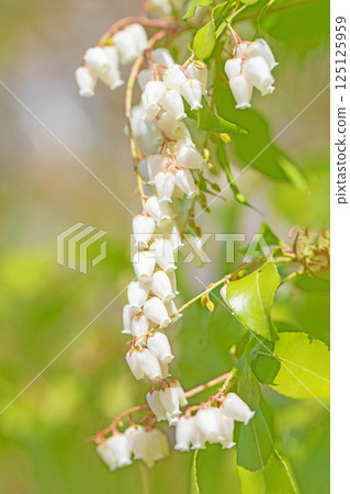 房子周圍都是鮮花——各種時令鮮花——松樹上美麗的花朵在早春透過樹林的陽光下綻放。 房子周圍都是鮮花——各種時令鮮花——松樹上美麗的花朵在早春透過樹林的陽光下綻放。 125125959