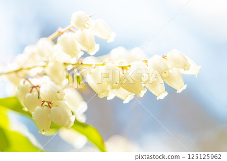 房子周圍都是鮮花——各種時令鮮花——松樹上美麗的花朵在早春透過樹林的陽光下綻放。 125125962