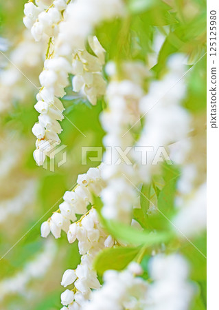 房子周圍都是鮮花——各種時令鮮花——松樹上美麗的花朵在早春透過樹林的陽光下綻放。 125125980