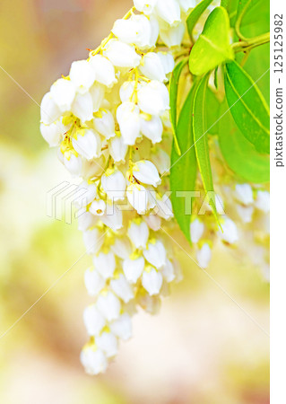 Flowers around the house, various in the four seasons. Beautiful daphne flowers bloomed in the sunlight of early spring. 125125982